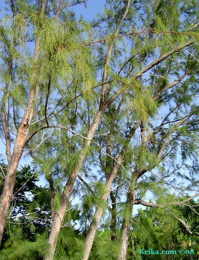 Casuarina tree by toru dutt essay