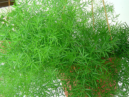 http://www.greengardeningcookingcuring.com/Ferns/Asparagus-Fern.jpg