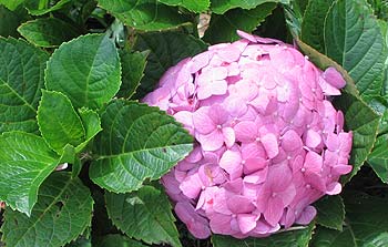 Photographed: Inthe Winter Garden in Auckland, New Zealand, in 2013.