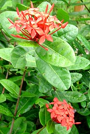 To See More Ixora Please  Click Here!
