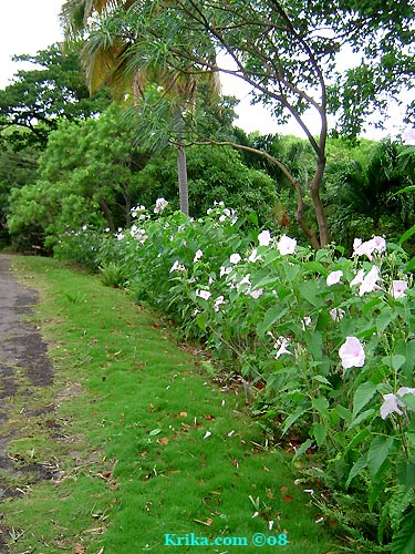 Bush Christmas Hedge