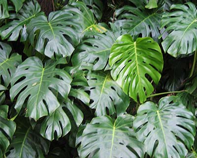 red princess philodendron