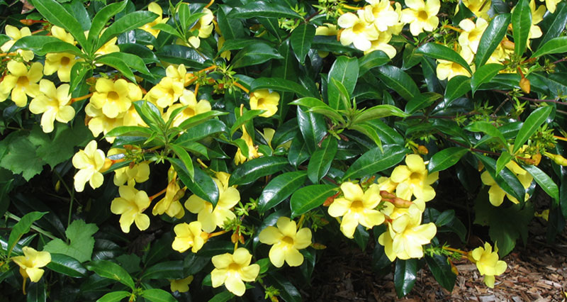 is allamanda poisonous to dogs