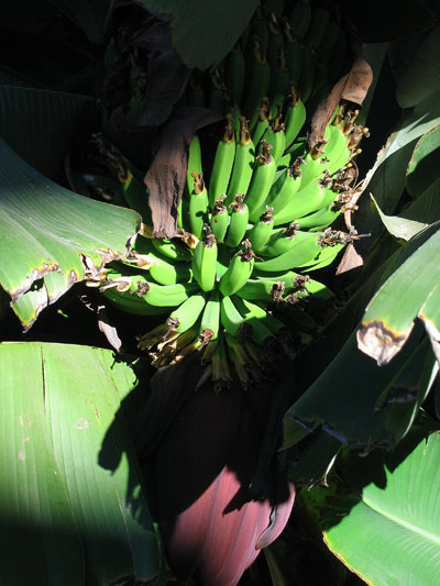 just click this pic to go to the PLANTAIN AND BANANA PAGE!