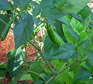 Chile Arbol