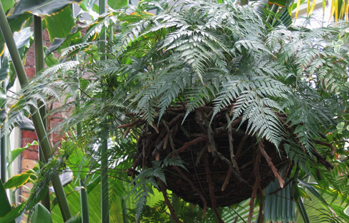 This is the Ferns Page of my A to Z garden guide -- how to care for ...