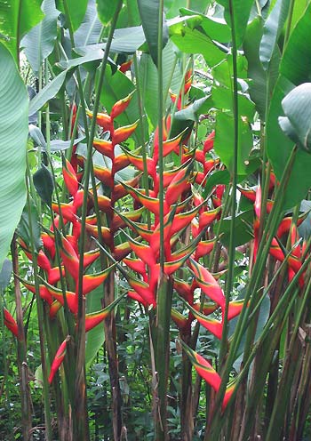 This is the Heliconia Page of our A to Z garden guide -- how to care ...