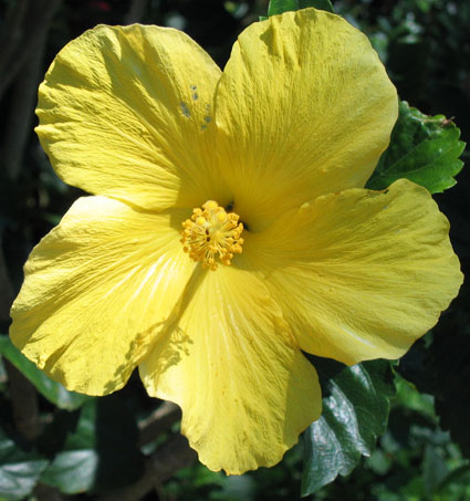 This is the Hibiscus Page of our A to Z garden guide -- how to care for ...