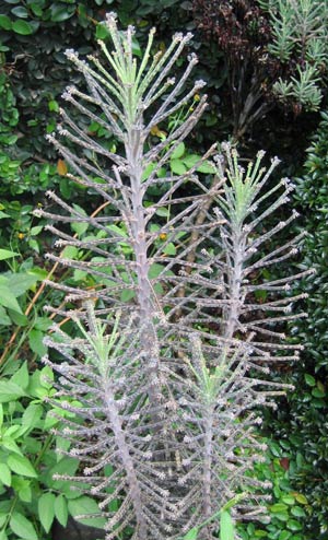 This Is The K Page Of Our A To Z Guide, Chandelier Plant Benefits