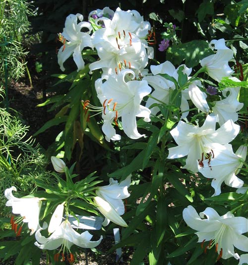 This is the Lilies Page of our A to Z guide to plants -- how to care ...