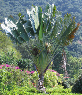 Ravenala madagascariensis - Travellers Palm - Sunshine Coast Plants