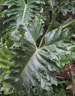 philodendron tree selloum leaf guide split header self cut