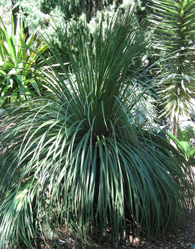 A Flowering Sego Palm